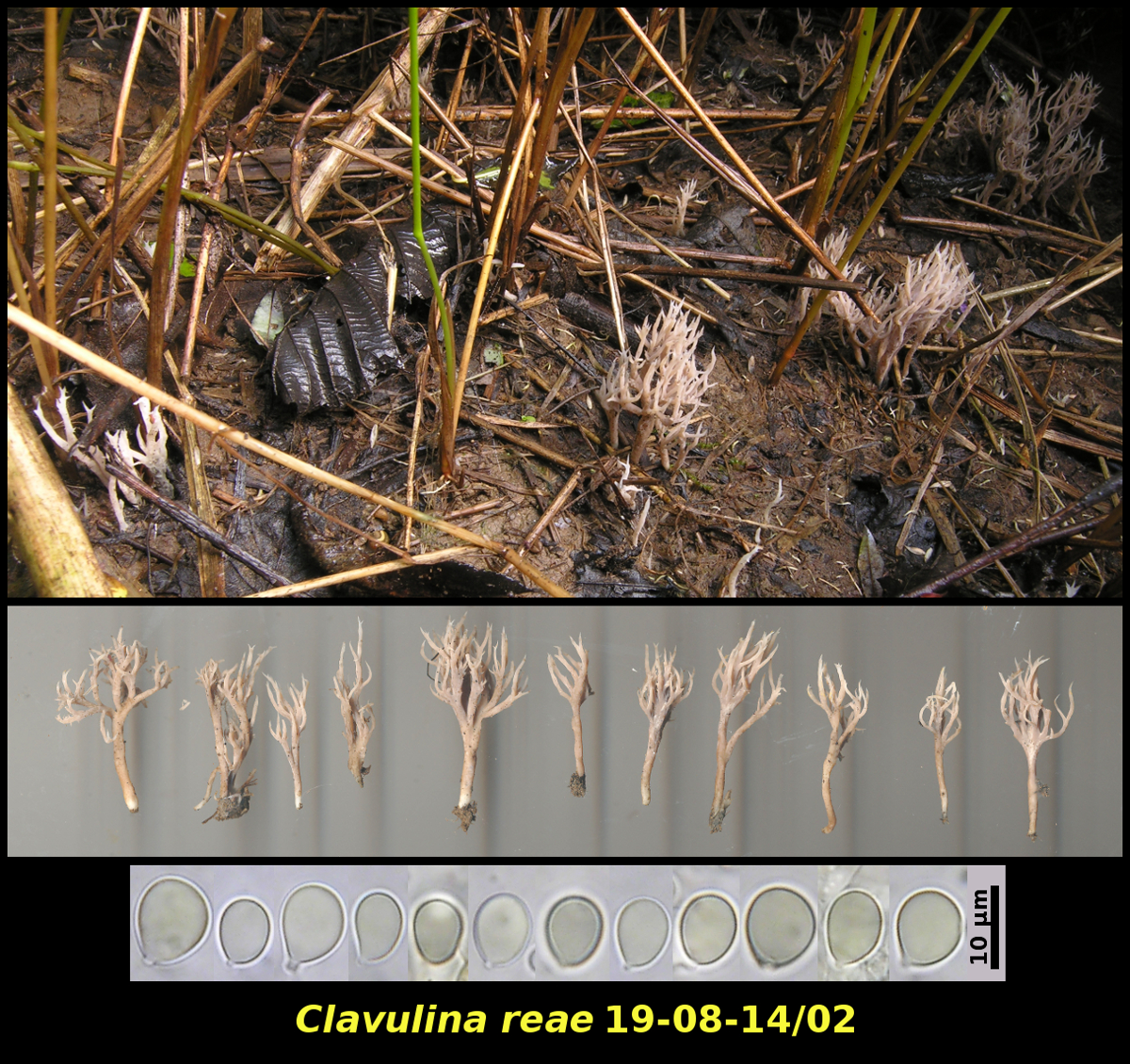 Picture of <i>Clavulina_reae</i>